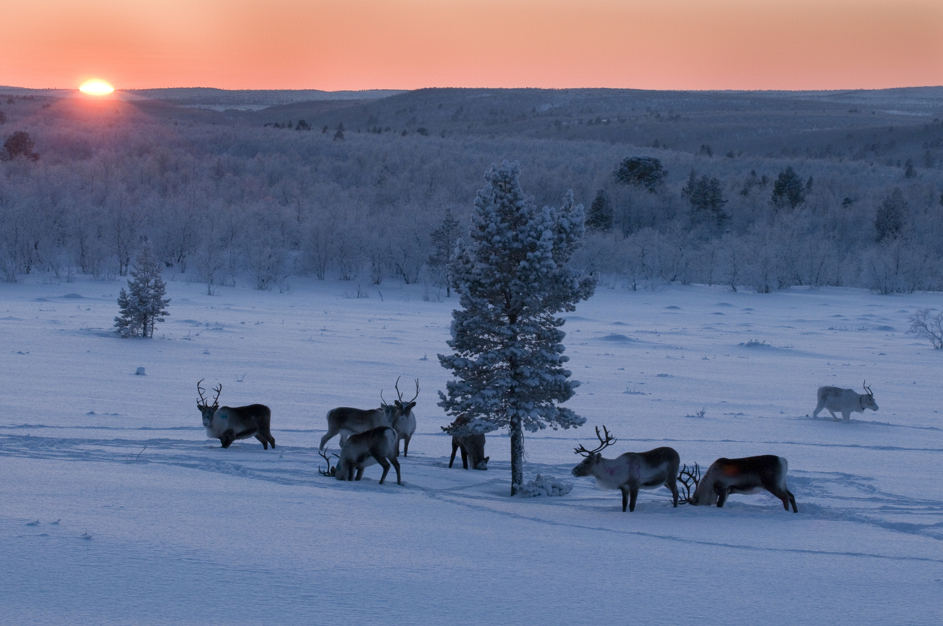 German Travel Consultant