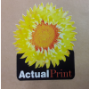 Actual Print OÜ