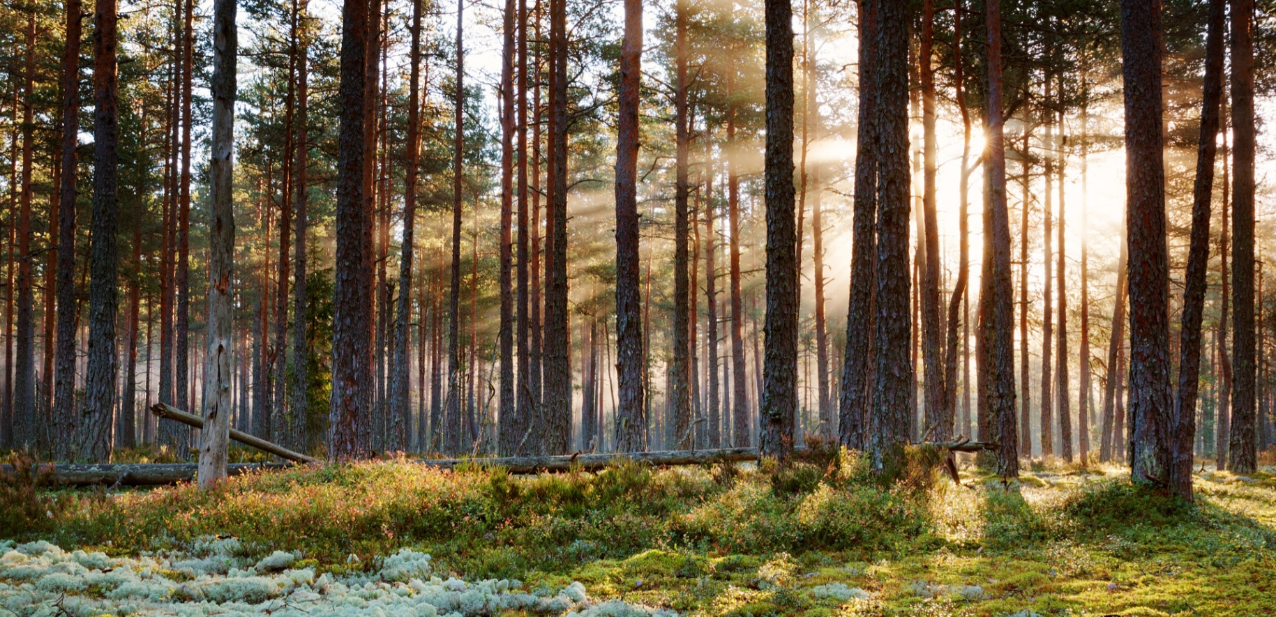 Digilahenduste ja tehnilise toe projektijuht