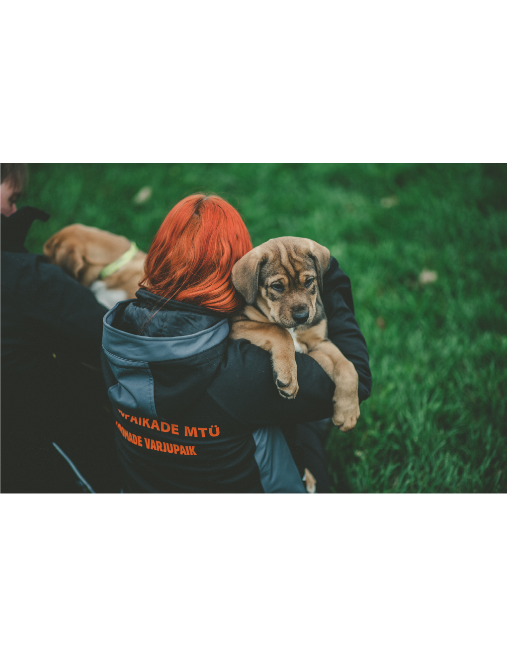 Veterinaar Tallinna loomade varjupaika