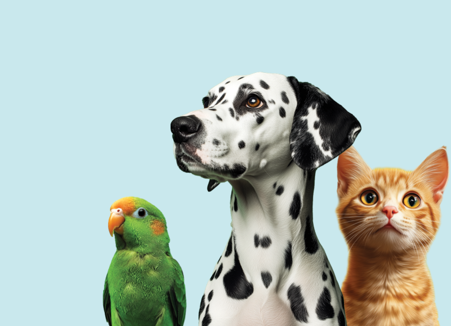 Klienditeenindaja Laagri PetCitysse!