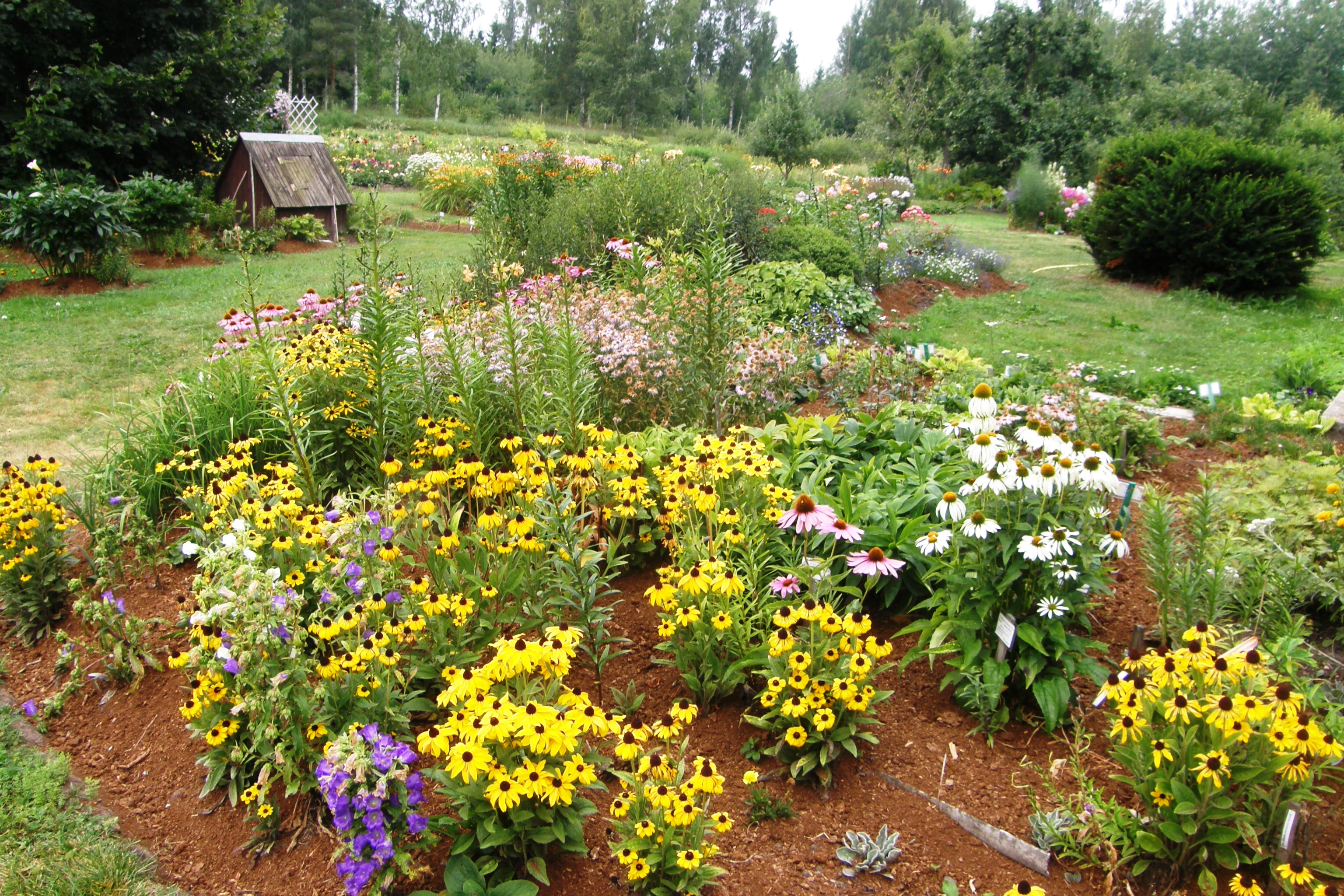 Aednik / abiaednik / hooajatööline